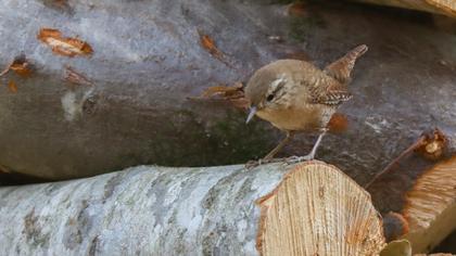 Eurasian Wren