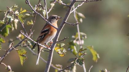 Brambling