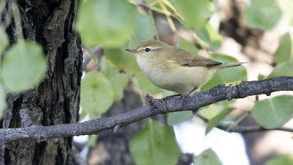 Common Chiffchaff