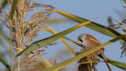 Bearded Reedling