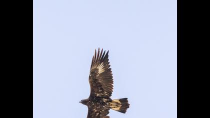 Golden Eagle