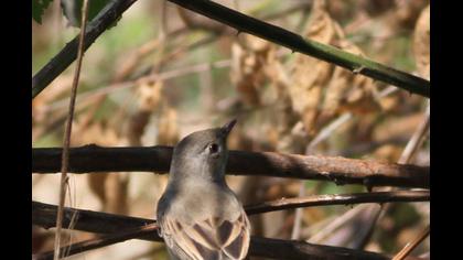 Common Whitethroat