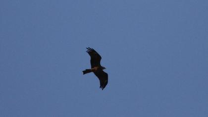 Black Kite