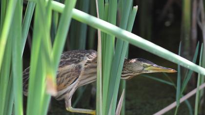 Little Bittern