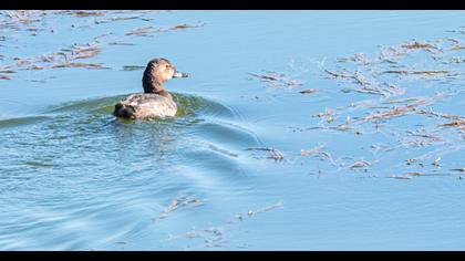 Common Pochard