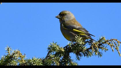 European Greenfinch