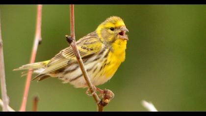 European Serin