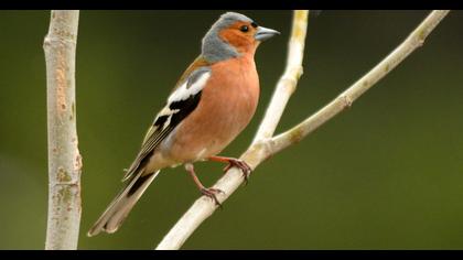 Common Chaffinch