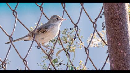 Common Whitethroat