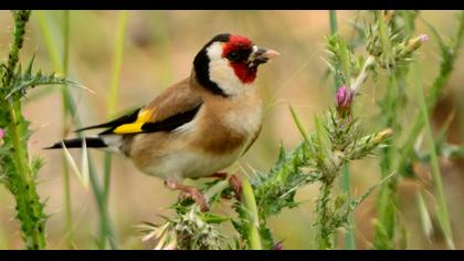 European Goldfinch