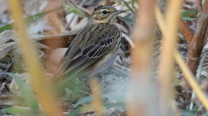 Tree Pipit