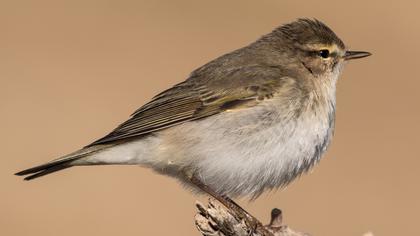 Willow Warbler
