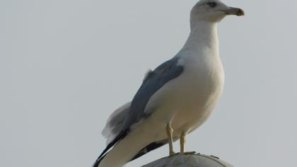 Yellow-legged Gull