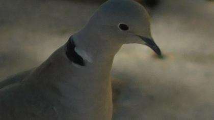 Eurasian Collared Dove