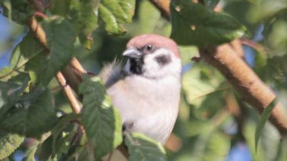 Eurasian Tree Sparrow