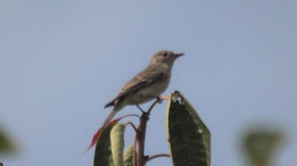 Spotted Flycatcher