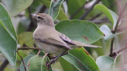 Common Chiffchaff
