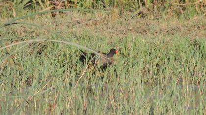 Common Moorhen