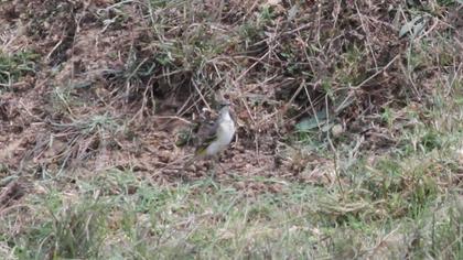 Western Yellow Wagtail