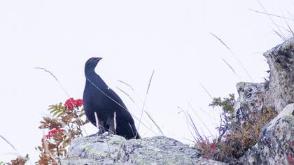Caucasian Grouse