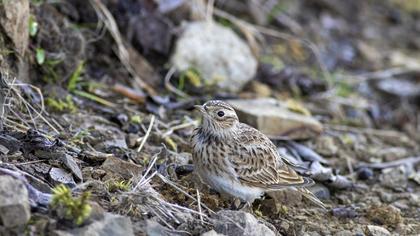 Eurasian Skylark