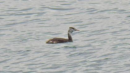 Great Crested Grebe