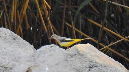 Grey Wagtail