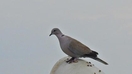 Eurasian Collared Dove