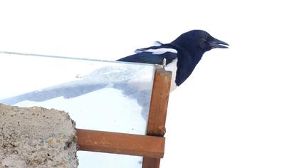 Eurasian Magpie