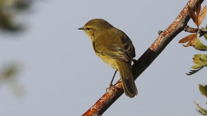 Common Chiffchaff
