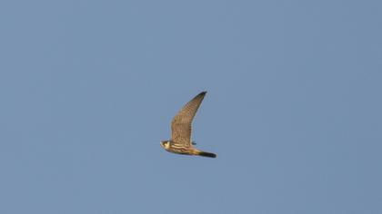 Eurasian Hobby