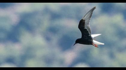 White-winged Tern
