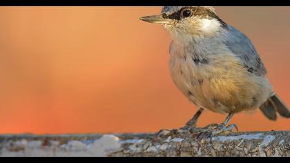 Western Rock Nuthatch