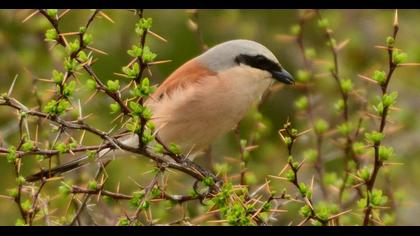 Red-backed Shrike