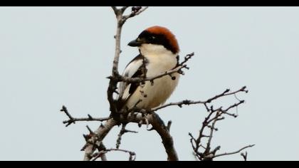 Woodchat Shrike