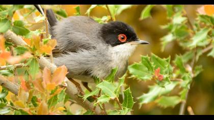 Sardinian Warbler