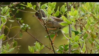 Subalpine Warbler