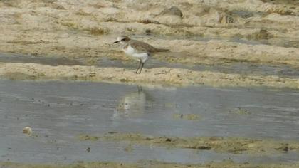Kentish Plover