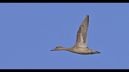 Northern Pintail