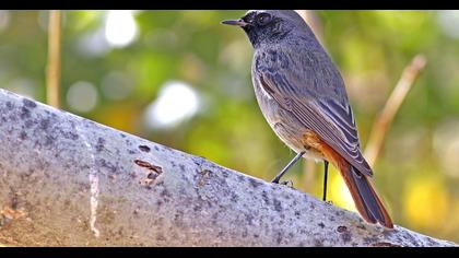 Black Redstart