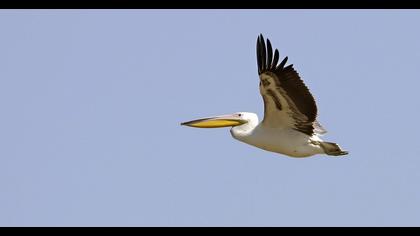 Great White Pelican