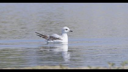 Mediterranean Gull