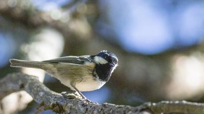 Coal Tit
