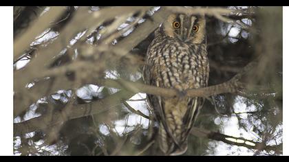Long-eared Owl