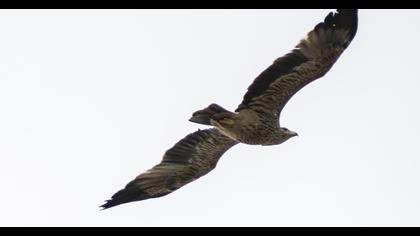 Eastern Imperial Eagle