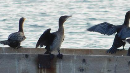 Pygmy Cormorant
