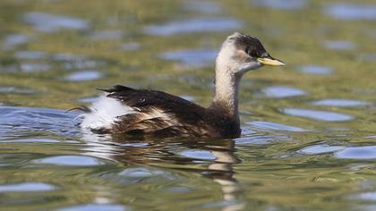 Little Grebe