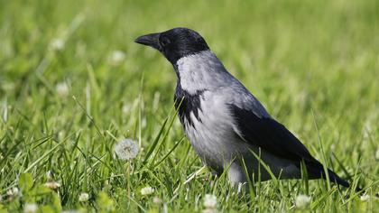 Hooded Crow