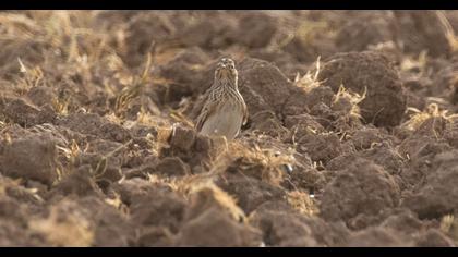 Eurasian Skylark