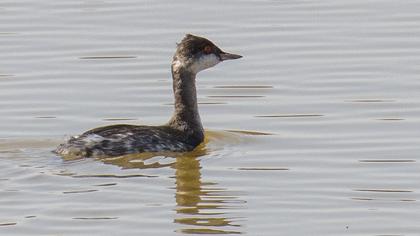 Black-necked Grebe